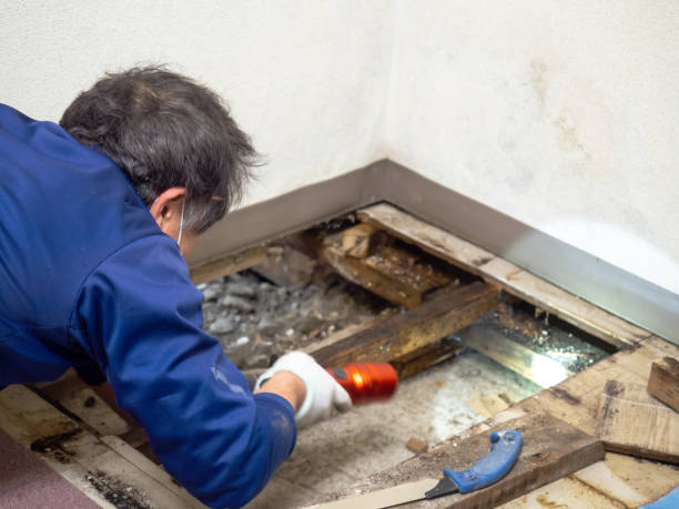 Best Affordable Mold Removal  in Colony Rk, PA