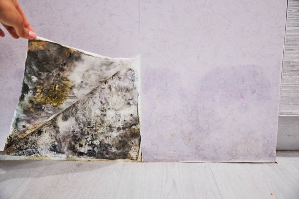 Best Residential Mold Removal  in Colony Rk, PA